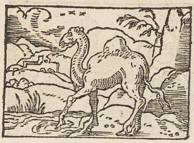 A camel muddying the water with its foot before drinking