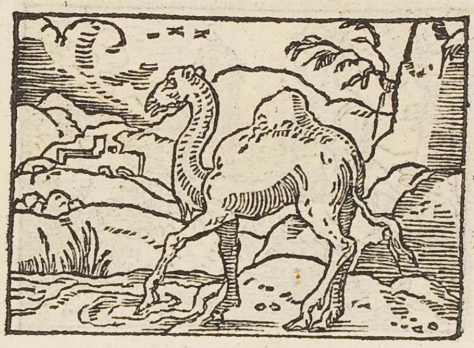 A camel muddying the water with its foot before drinking