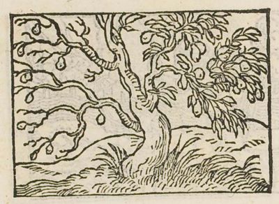 A tree half barren and half in leaf and fruit