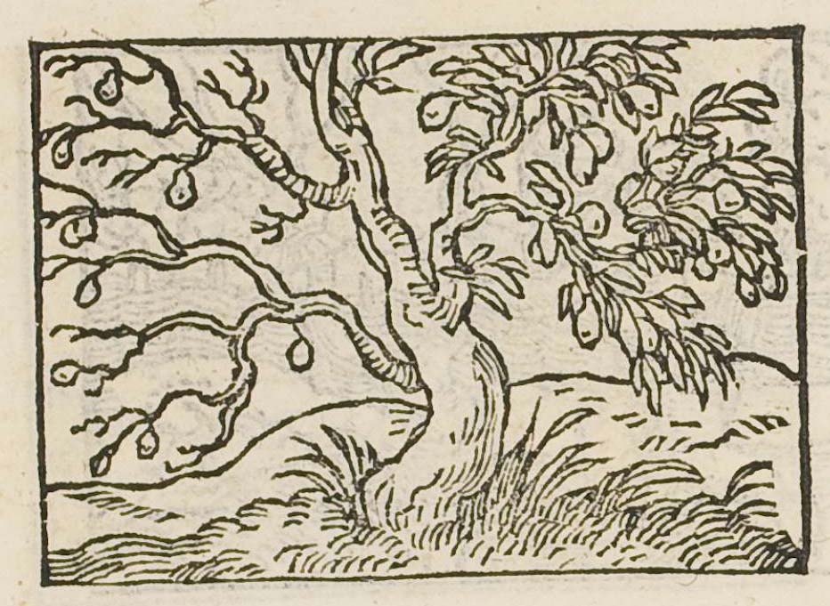 A tree half barren and half in leaf and fruit