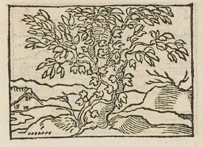 Ivy strangling a tree