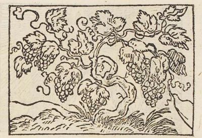A vine with grapes hidden beneath its leaves