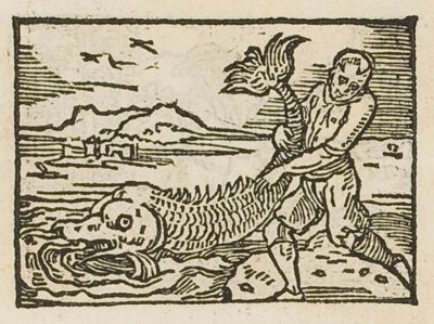 A man trying to hold a dolphin on the shore