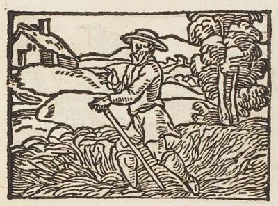 A man trampling saffron in a field