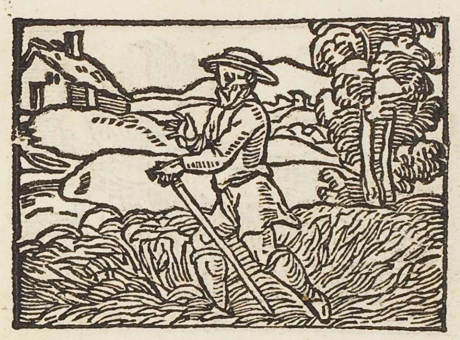 A man trampling saffron in a field