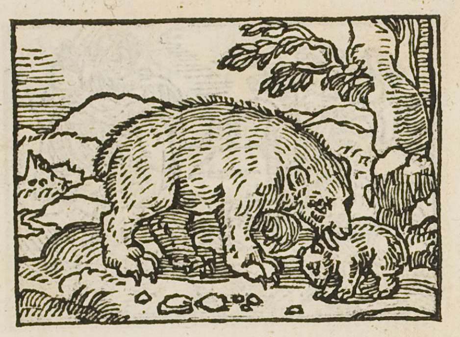 A she-bear licking her shapeless cubs into shape