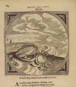 Emblem illustration for I iii 35