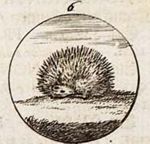 Emblem illustration for I v 18