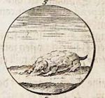 Emblem illustration for II i 2