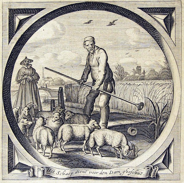 A farmer tries to stop a flock of sheep before they cross the dam to his newly sown field