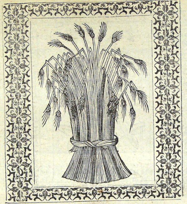 A sheaf of corn