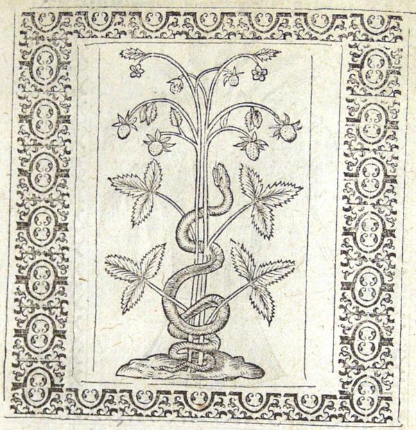A snake coiled around a strawberry plant