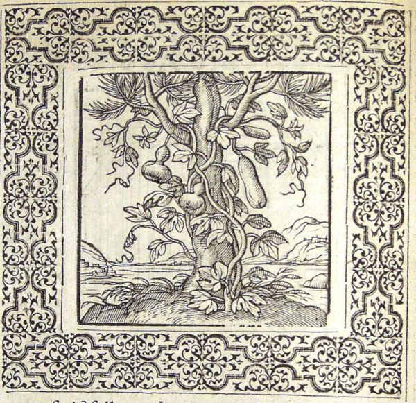 Gourd-vines climbing a pine-tree
