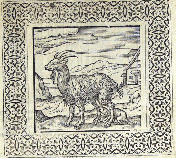 A wolf cub is suckled by a goat