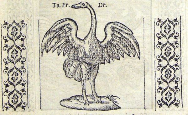 An ostrich