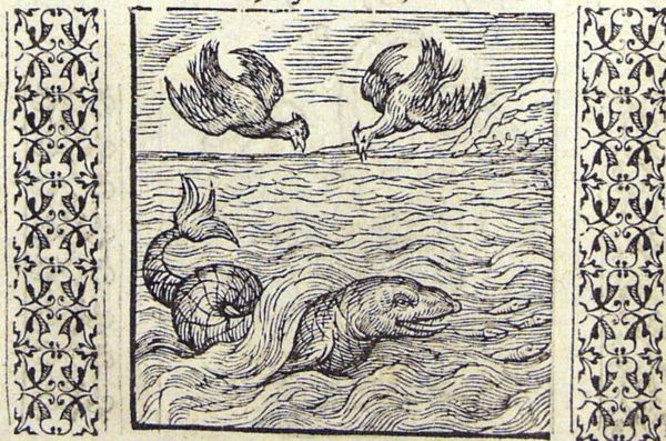 A gilt-bream, a coot and a water-fowl attack a school of sardines