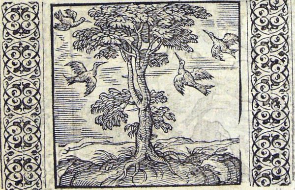 A fig-tree with crows and ravens