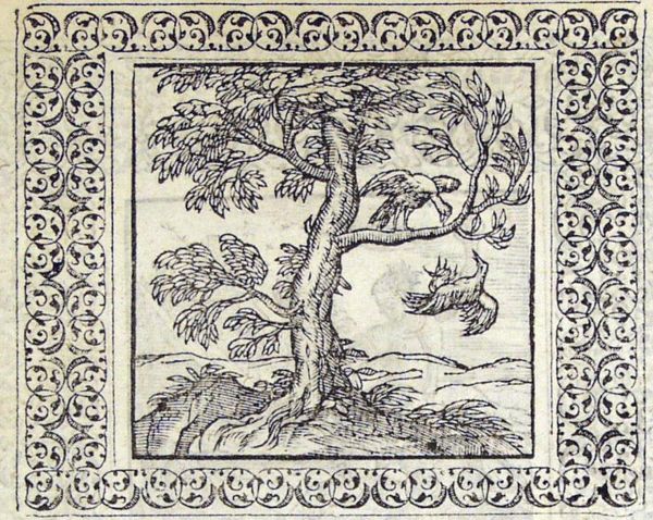 Two birds fighting over the possession of a tree