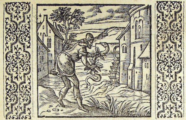 A fisherman holds an eel with the help of fig-leaves
