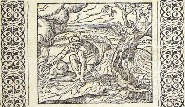 A man is picking up branches from an old oak that is sprouting again