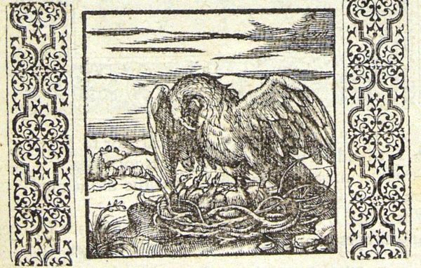 A pelican opens its breast to spray the chicks with its own blood