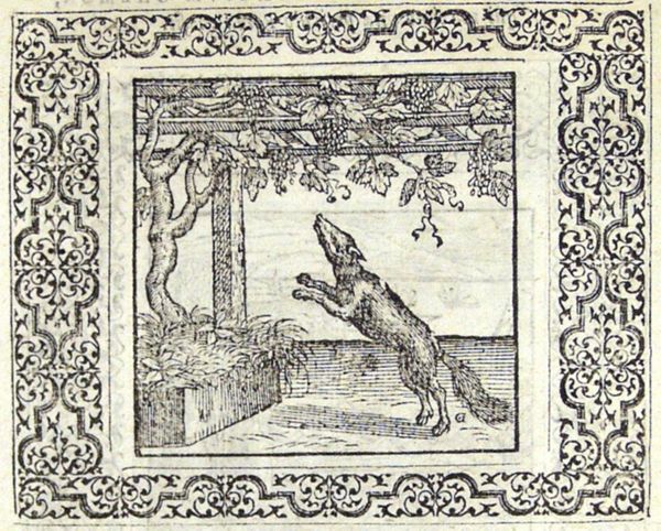 In vain a fox is trying to reach a bunch of grapes
