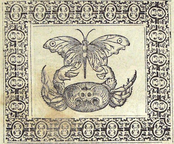 A crab and a butterfly