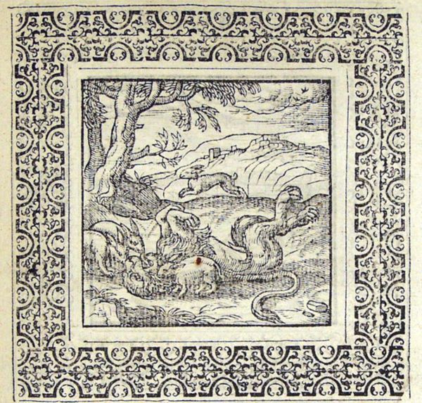 Hares approach a dead lion
