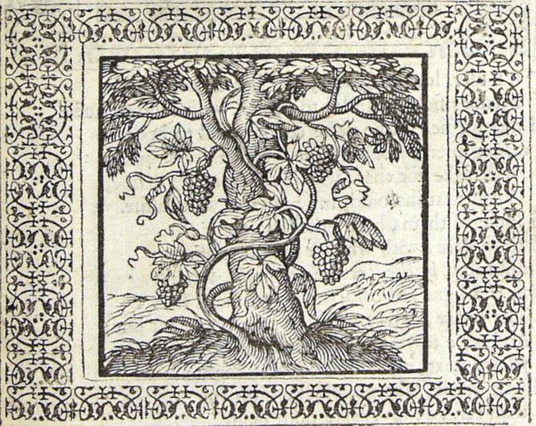 A grape-vine growing around an olive-tree