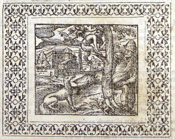 A fox with a long tail looking at a monkey in a tree; a man behind the tree