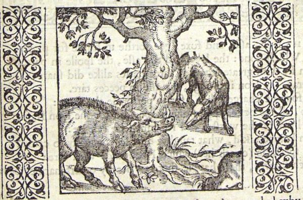 A fox asks a boar why he is whetting his tusks since at present he has no enemies