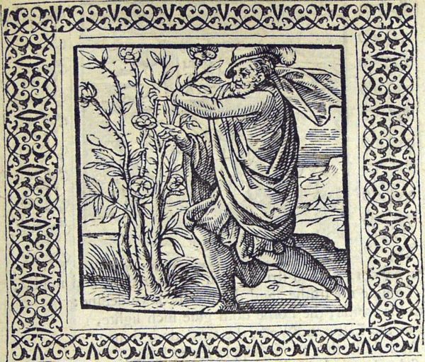 A man trying to pick a rose from a rose-bush, in spite of its thorns