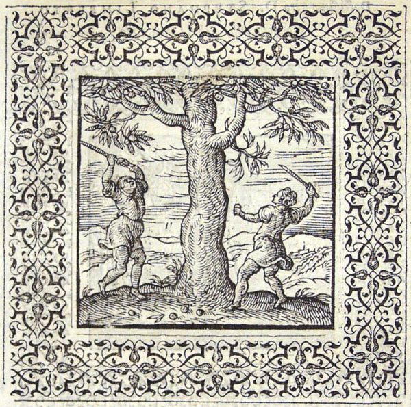 Two boys knocking nuts from a tree
