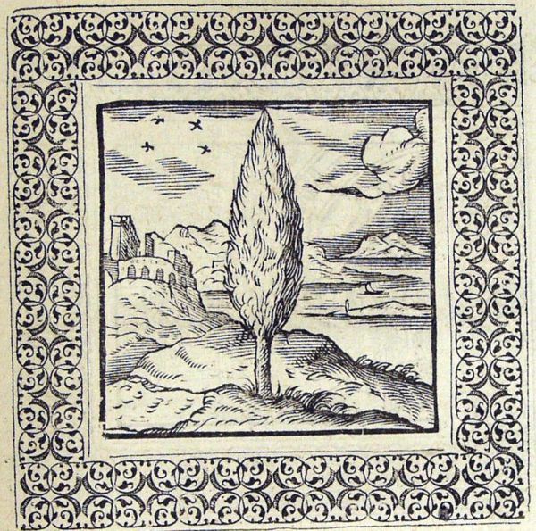 A cypress tree in a landscape