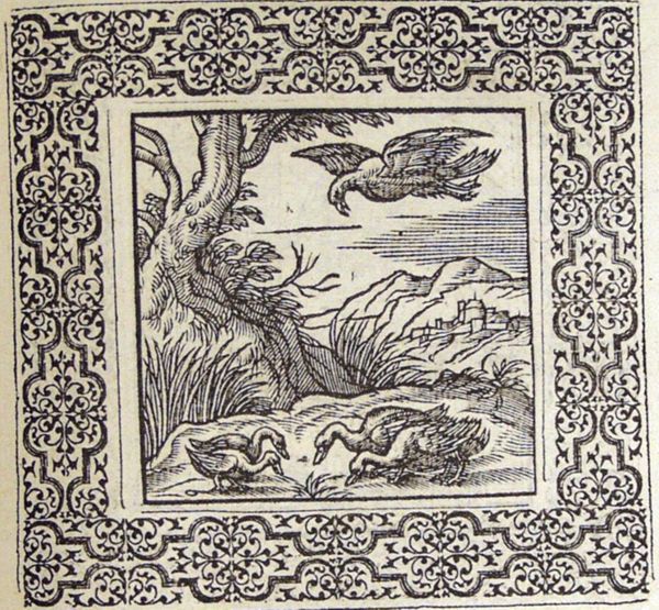 A duck, a goose and a jackdaw feed in a field; a falcon flies overhead