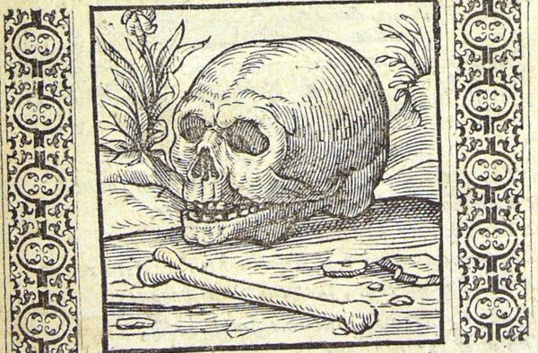 A skull and a bone lying on the ground in front of a bush