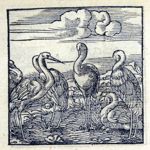 Emblem illustration for III vi 68