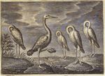 Emblem illustration for II vii 95
