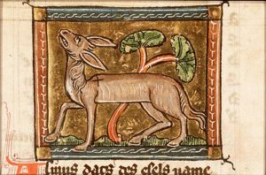 Asinus (ass)