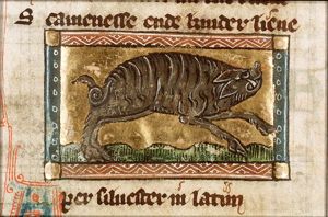 Aper silvestris (wild boar)