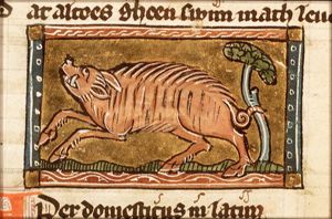 Aper domesticus (domesticated boar)