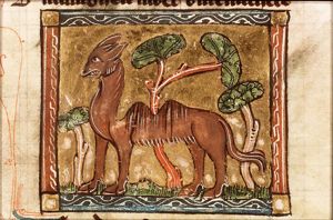 Alay (camel)