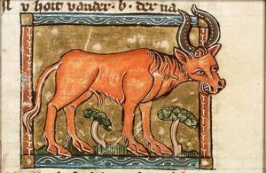 Bubalus (buffalo)