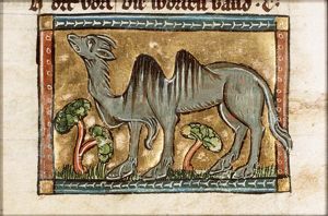 Camelus (camel)
