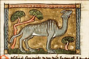 Camelus (camel)