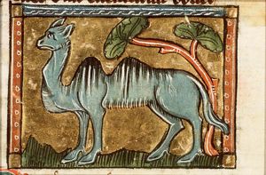 Camelus (dromedary)