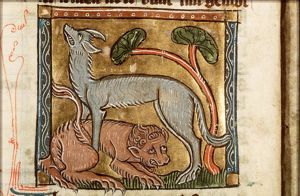 Canis (dog) and leo (lion)