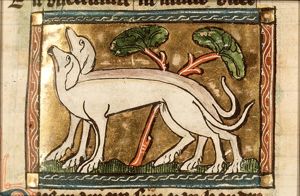 Canis (dog)