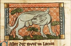 Castor (beaver) biting off his own testicles