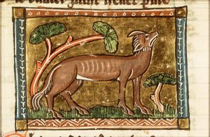 Chama (lynx)
